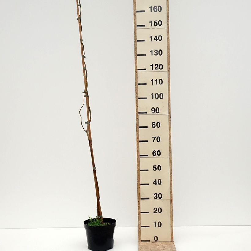 Morus latifolia Spirata - Mûrier à larges feuilles tortueux Pot de 7,5L/10L esemplare consegnato in inverno