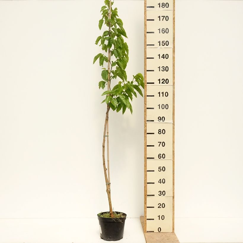 Example of Gelso latifolia Spirata Vaso da 4L/5L as you get in printemps