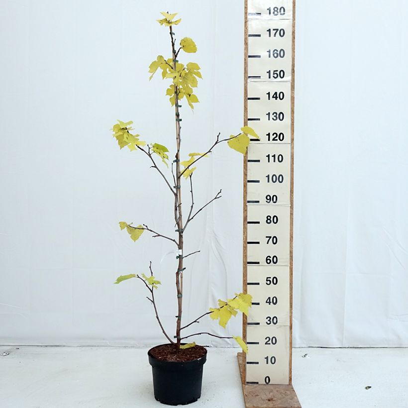 Esemplare di Morus nigra - Gelso nero Vaso da 7,5L/10L come consegnato in autunno