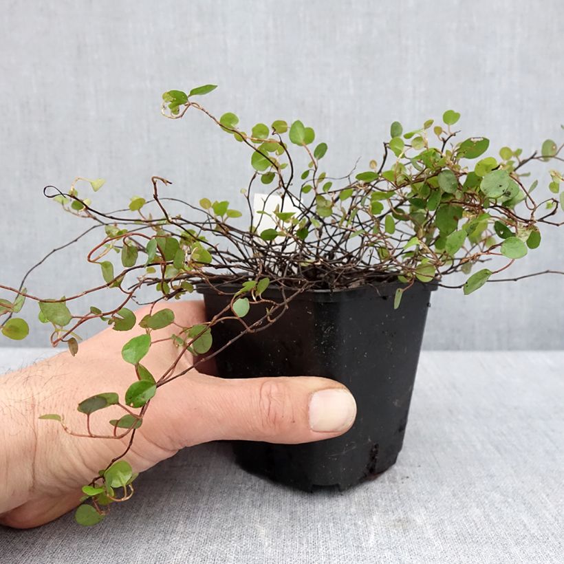 Example of Muehlenbeckia complexa Vasetto da 8/9 cm as you get in printemps