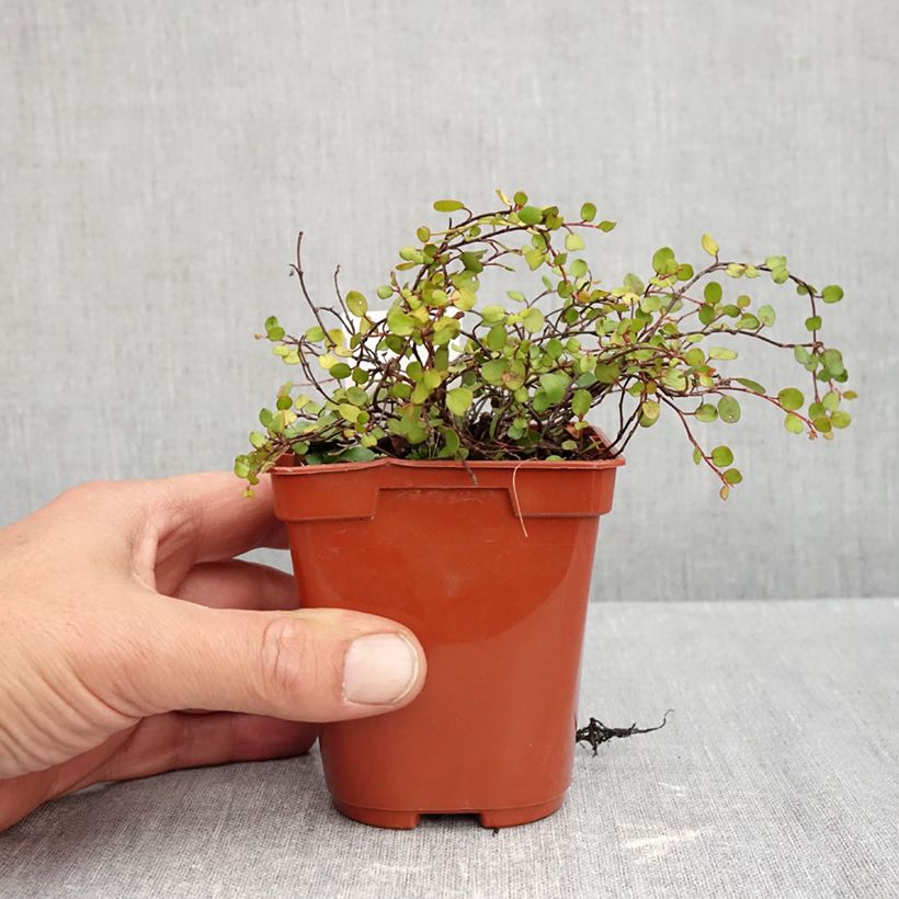 Esemplare di Muehlenbeckia complexa Golden Girl Vasetto da 8/9 cm come consegnato in autunno
