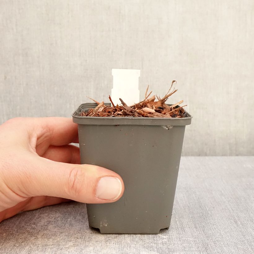 Convallaria majalis Géant de Fortin - Mughetto Vasetto da 8/9 cm esemplare consegnato in inverno