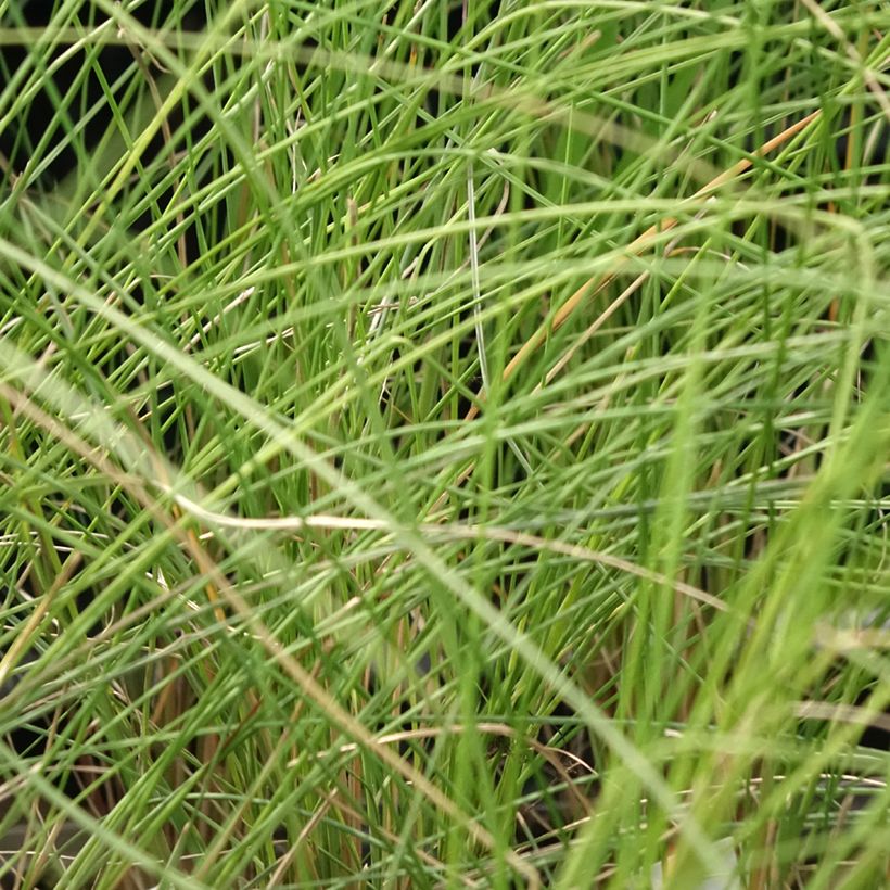 Muhlenbergia capillaris (Fogliame)
