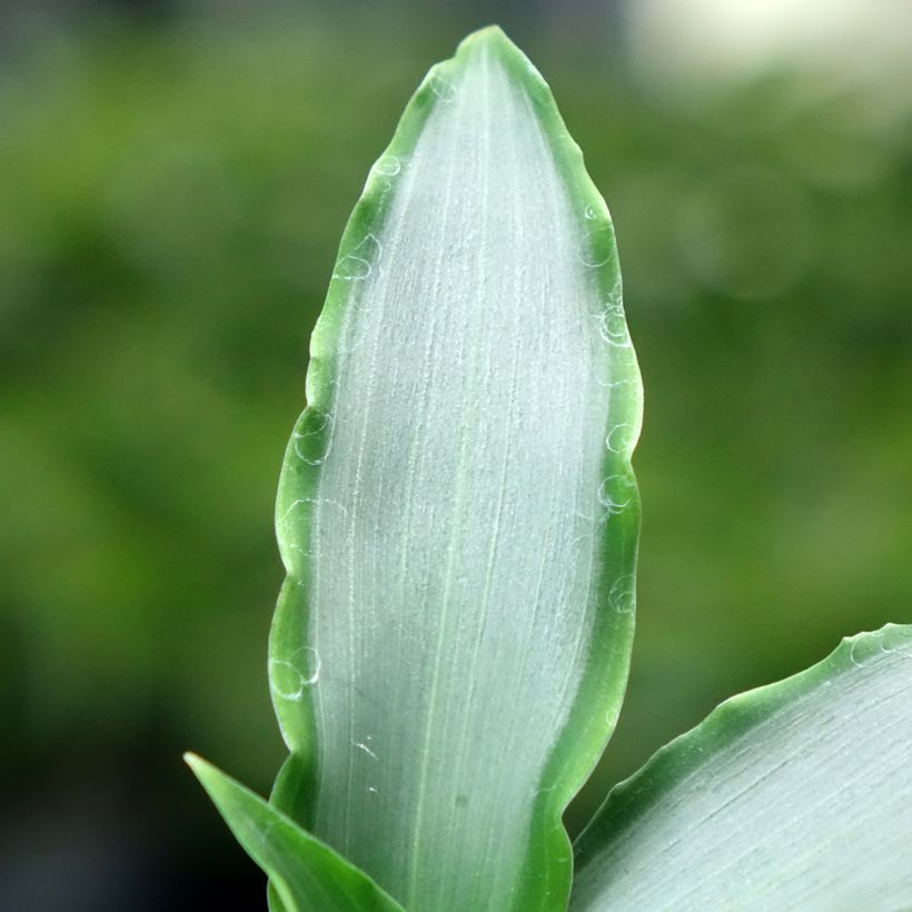 Murdannia Bright Star (Fogliame)