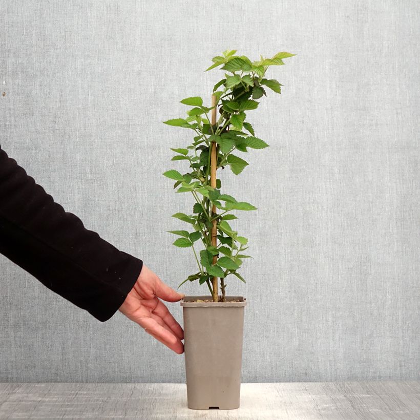 Mora Loch Maree Vaso da 1,5L/2L esemplare consegnato in primavera