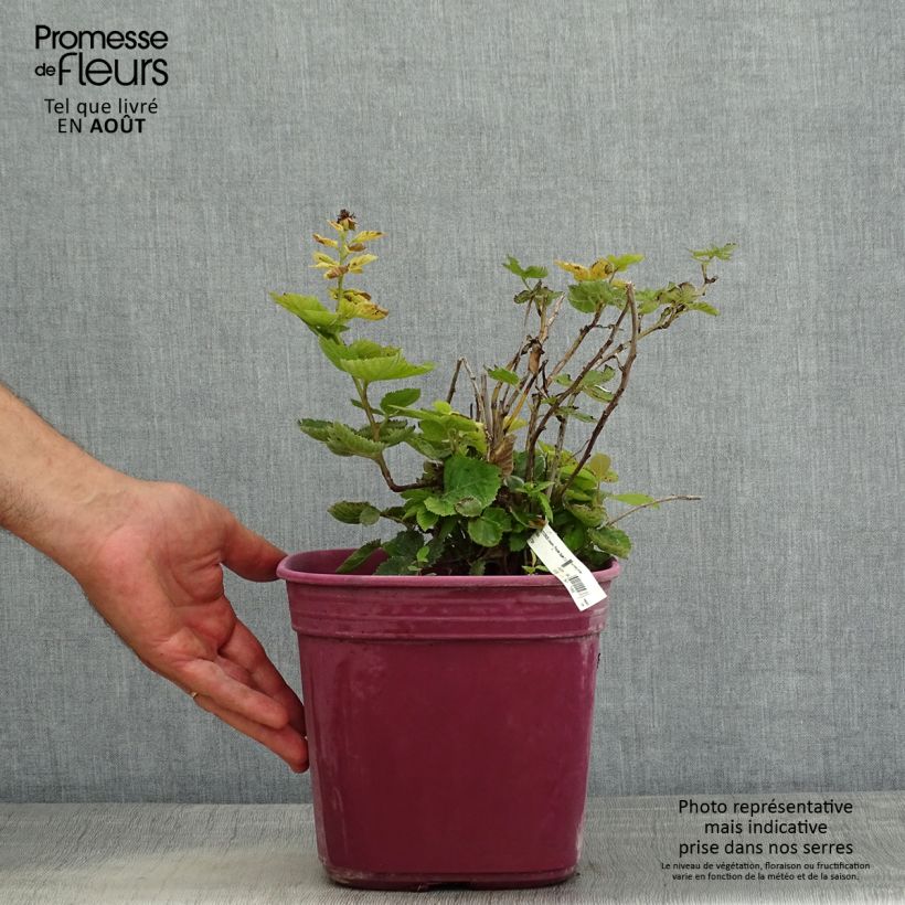 Esemplare di Mora nana Purple Opal Vaso da 4L/5L consegnato in estate