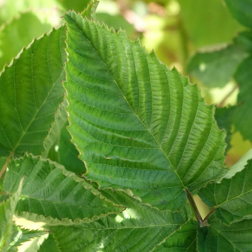 Mora Navaho The Big Easy (Fogliame)