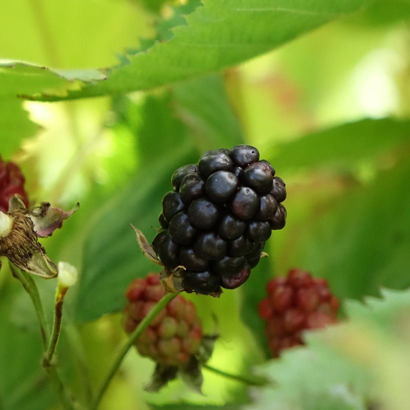 Mora Navaho The Big Easy (Raccolta)