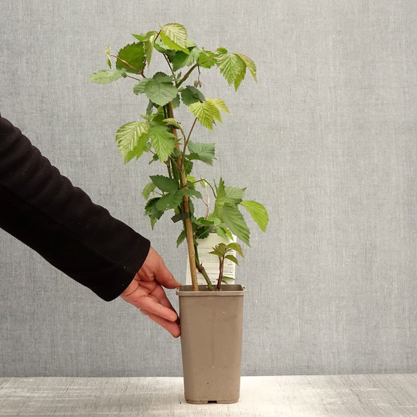 Example of Mora Dirksen Vaso da 1,5L/2L as you get in printemps