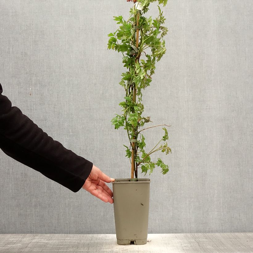 Mora Géante des jardins Vaso da 2L/3L esemplare consegnato in primavera