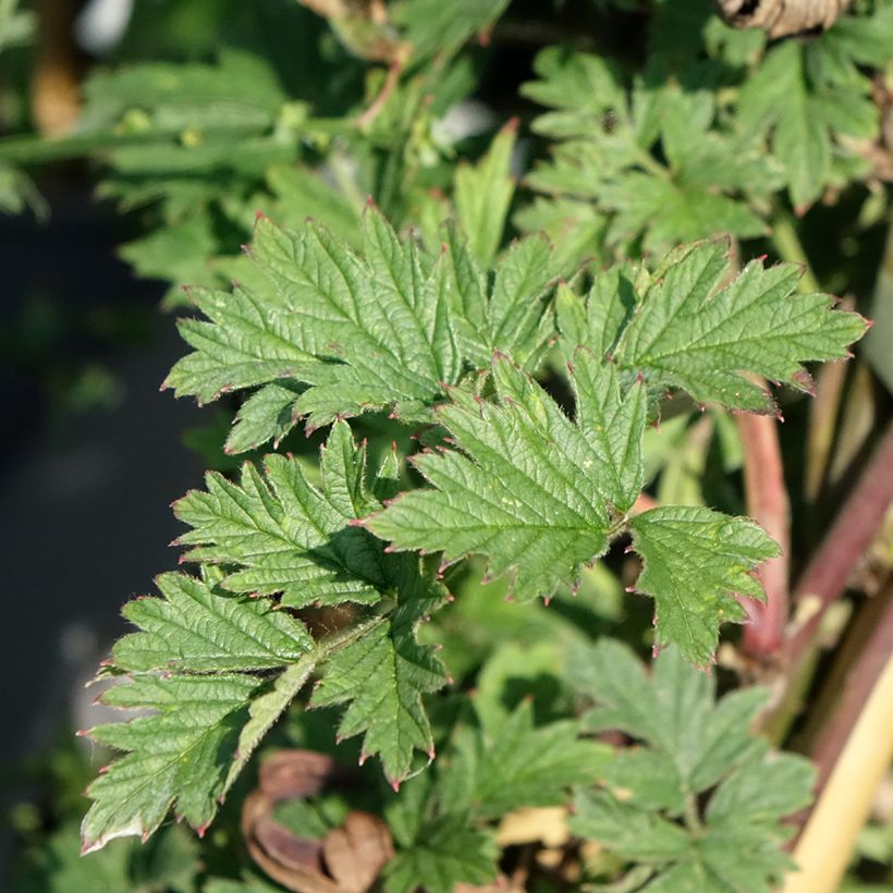 Mora Géante des jardins (Fogliame)