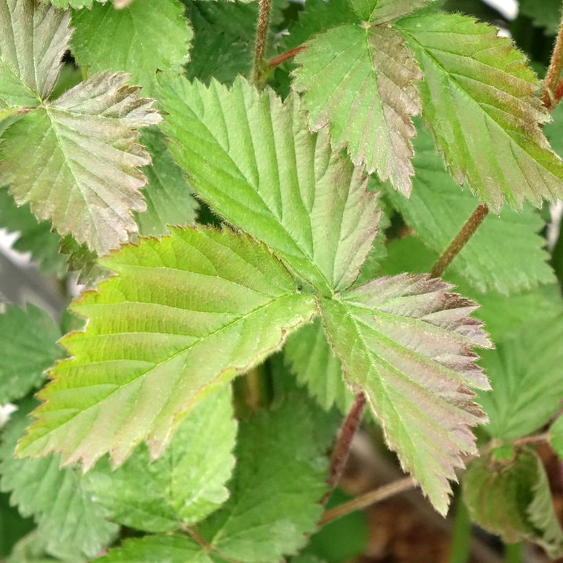 Mora Navaho (Foliage)