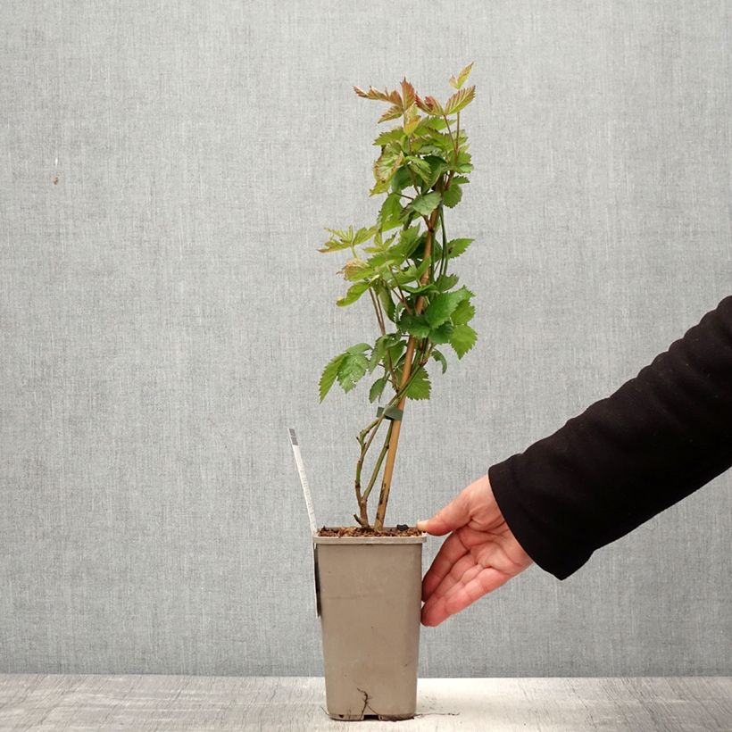 Mora Navaho Summerlong Vaso da 1,5L/2L, Multifusto esemplare consegnato in primavera