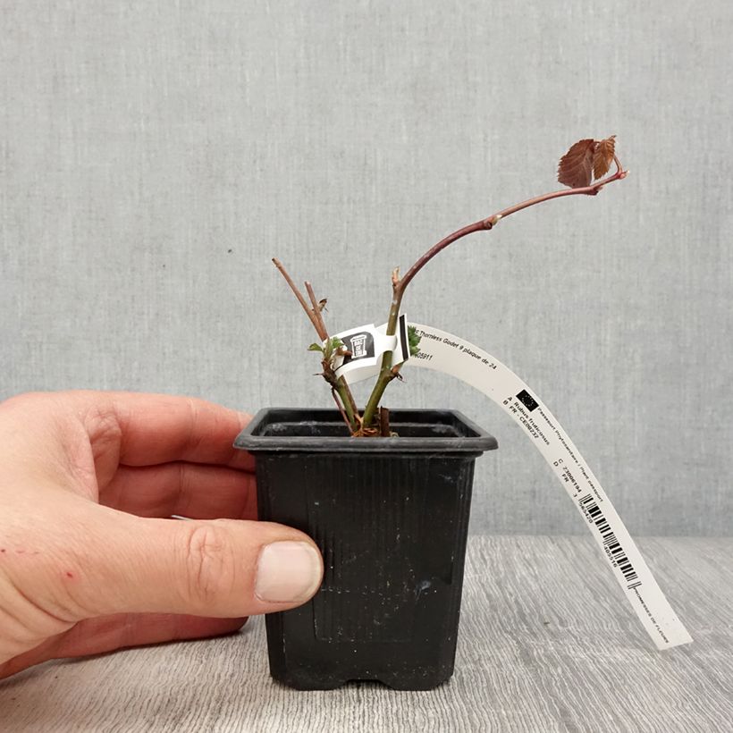 Mora Oregon Thornless Vasetto da 8/9 cm esemplare consegnato in primavera