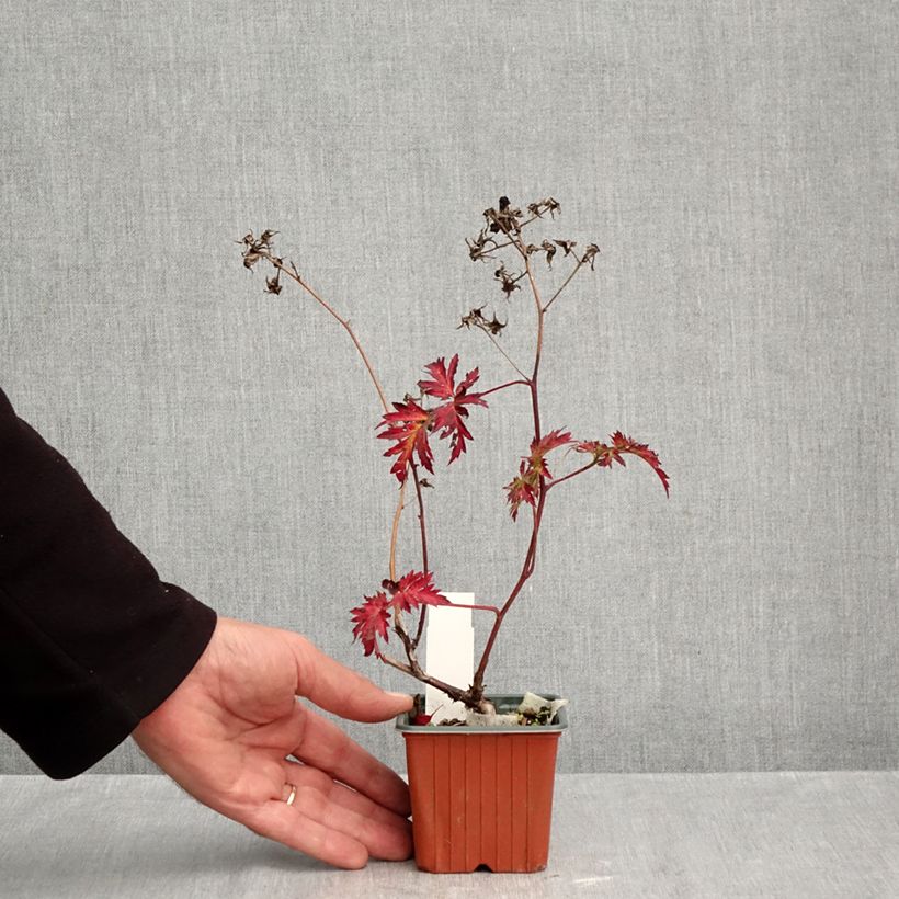 Esemplare di Mûre sans épines Thornless Evergreen Godet de 8/9 cm come consegnato in autunno