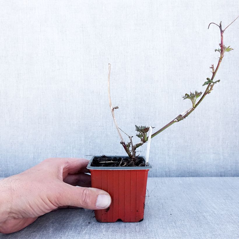 Mora Thornless Vasetto da 8/9 cm esemplare consegnato in primavera