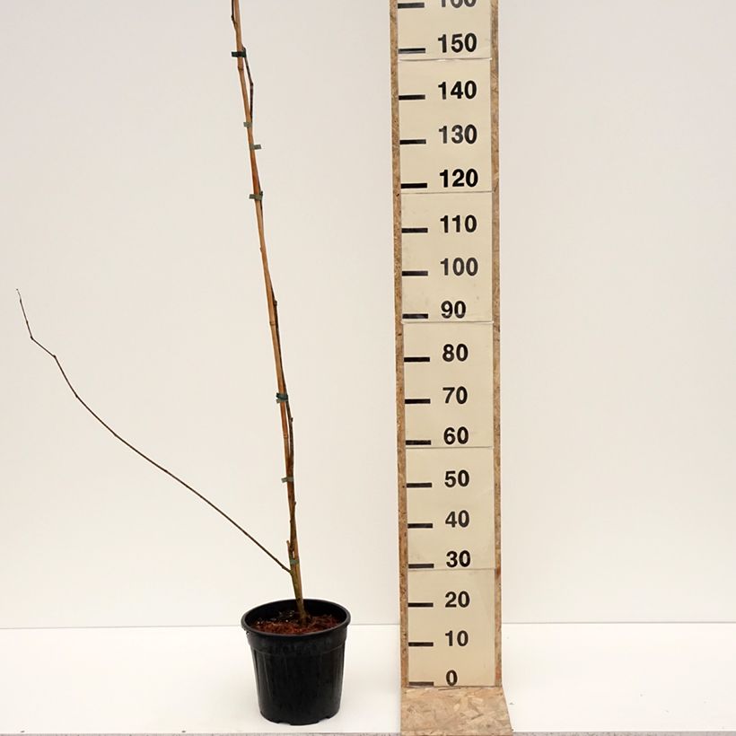 Mûrier blanc King's White - Morus alba var. laevigata Pot de 4L/5L esemplare consegnato in inverno