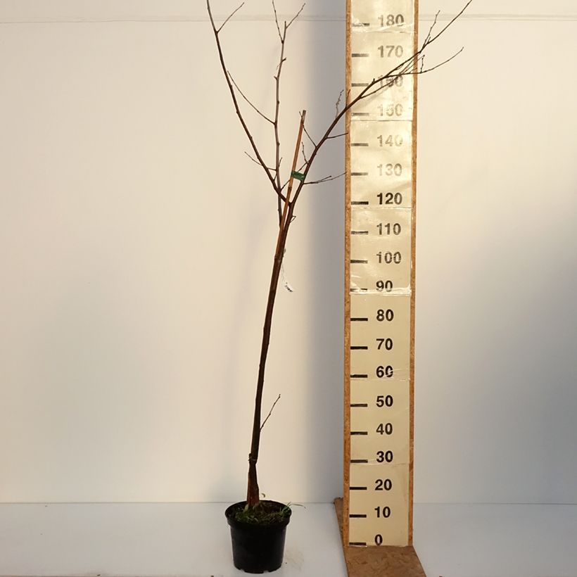 Esemplare di Morus Wellington - Gelso Vaso da 3L/4L, Vaso impalcato medio come consegnato in autunno