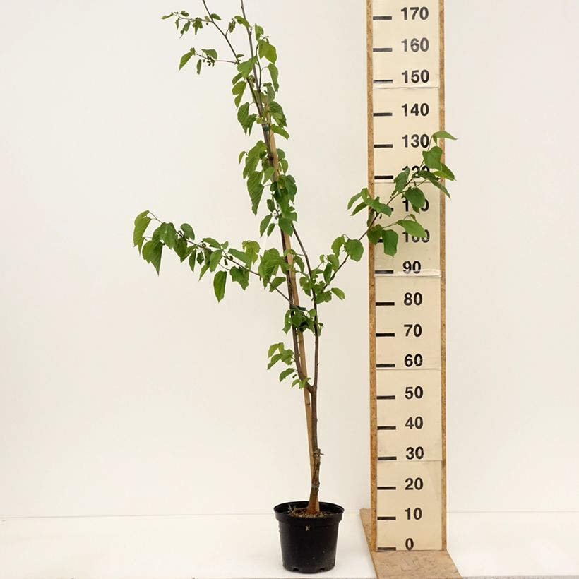 Example of Morus Wellington - Gelso Vaso da 3L/4L, Vaso impalcato medio as you get in printemps