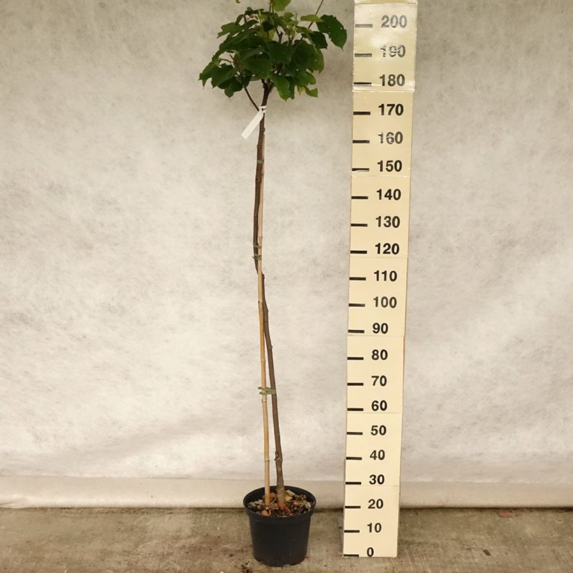 Esemplare di Morus Wellington - Gelso Vaso da 3L/4L, Vaso impalcato medio consegnato in estate