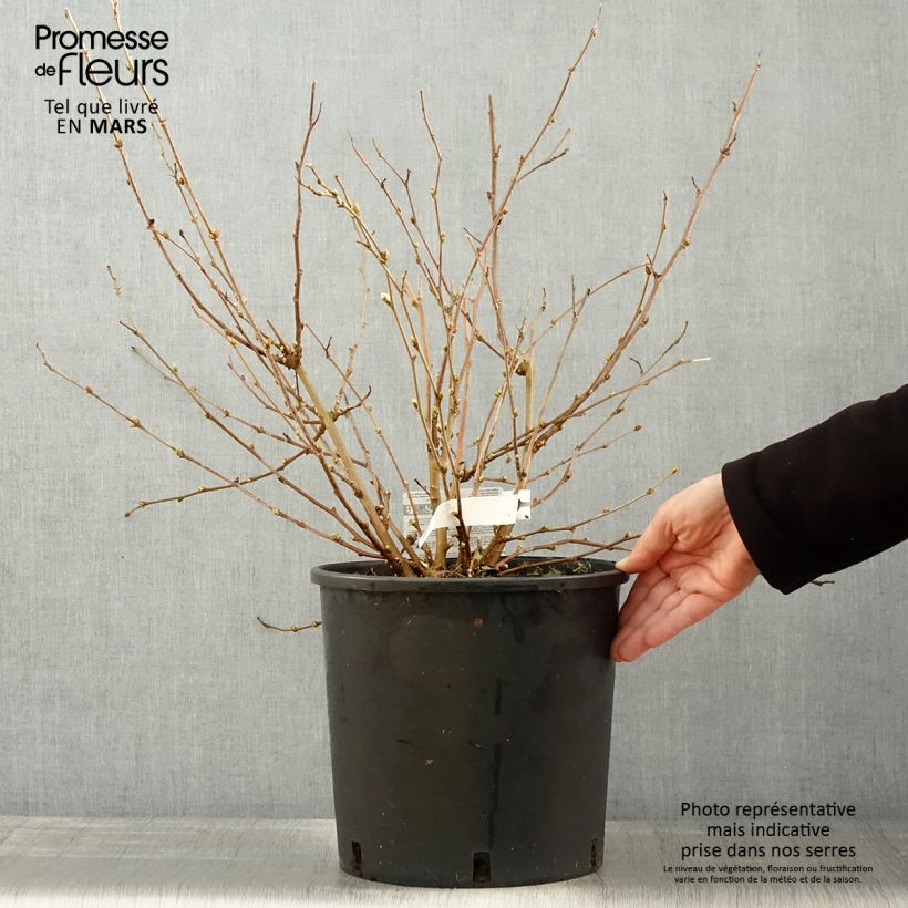 Morus rotundiloba Bonbonberry ‘Mojo Berry’ - Gelso Vaso da 12L/15L, Multifusto esemplare consegnato in primavera