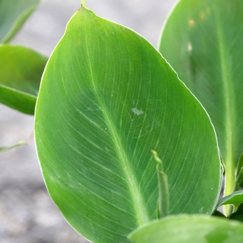 Musa acuminata - Banano (Fogliame)