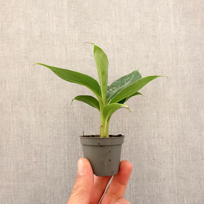 Example of Musa acuminata - Banano mini-pianta as you get in printemps