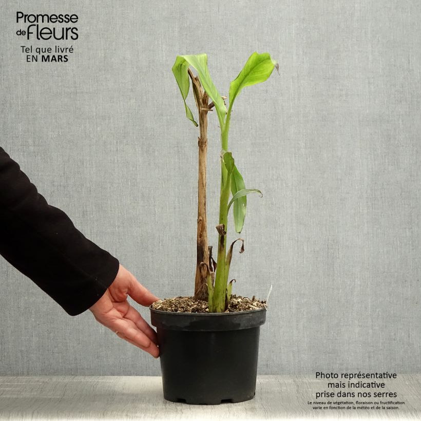 Example of Musa basjoo Sakhalin - Banano giapponese Vaso da 3L/4L as you get in printemps