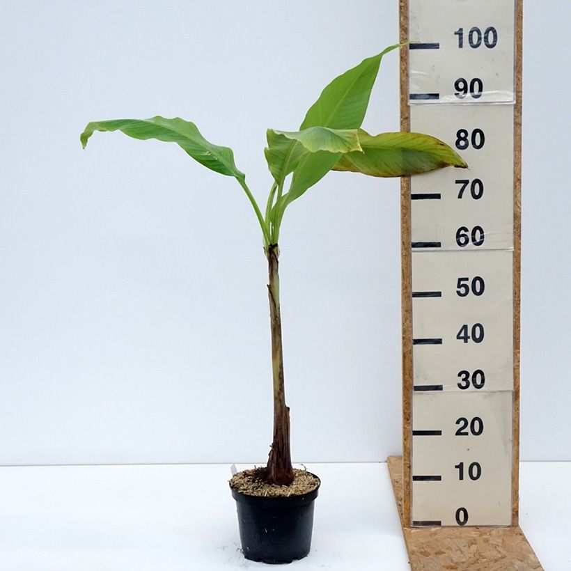 Esemplare di Musa basjoo Sakhalin - Banano giapponese Vaso da 3L/4L consegnato in estate
