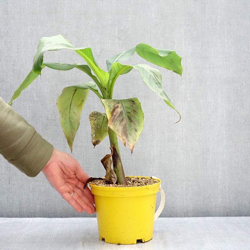 Musa basjoo Tchetchenia - Banano giapponese Vaso da 2L/3L esemplare consegnato in inverno