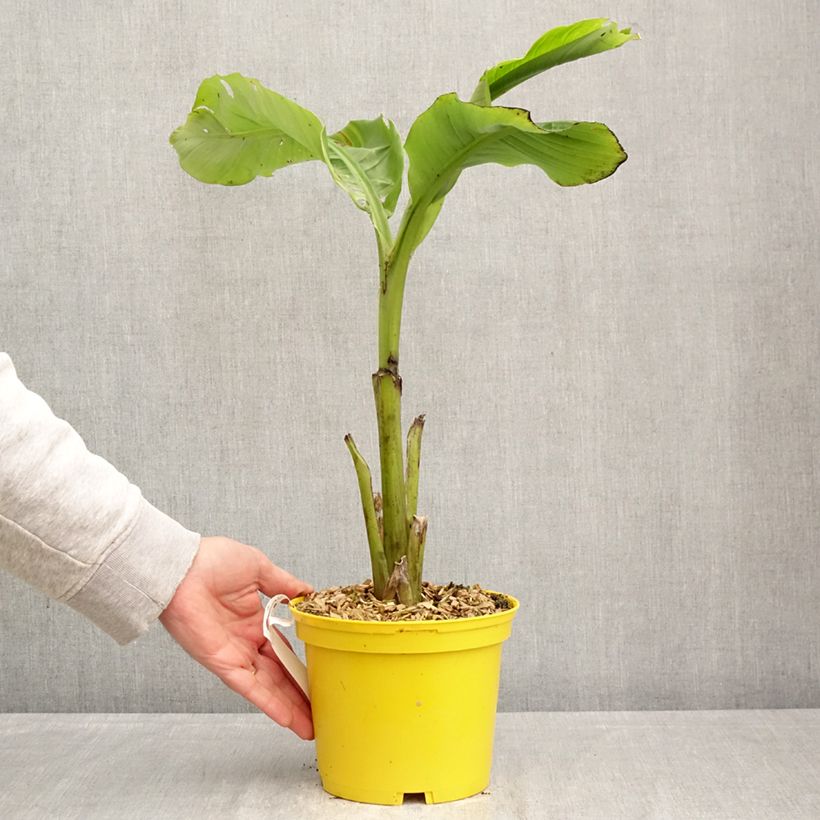 Musa basjoo Tchetchenia - Banano giapponese Vaso da 2L/3L esemplare consegnato in primavera