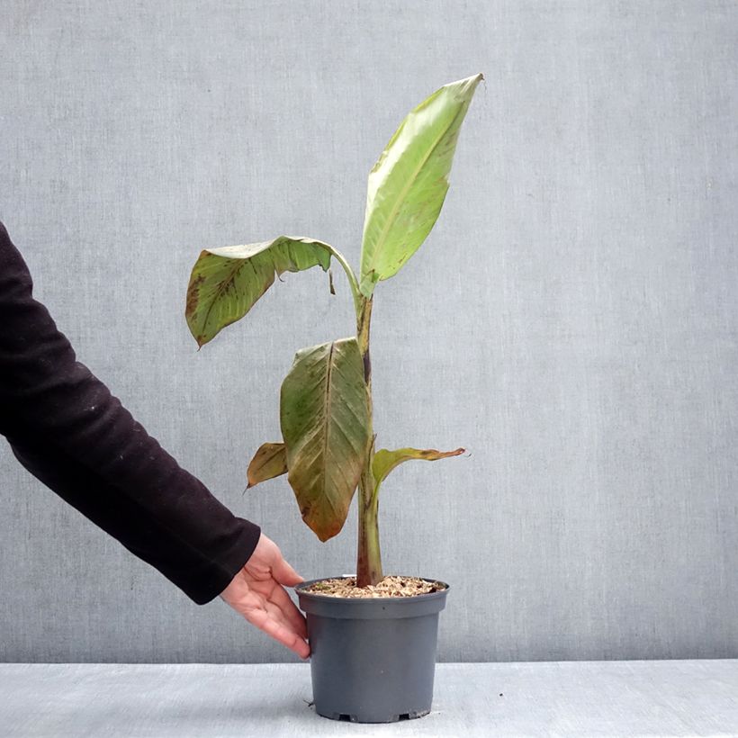 Musa Mekong Giant Vaso da 2L/3L esemplare consegnato in inverno