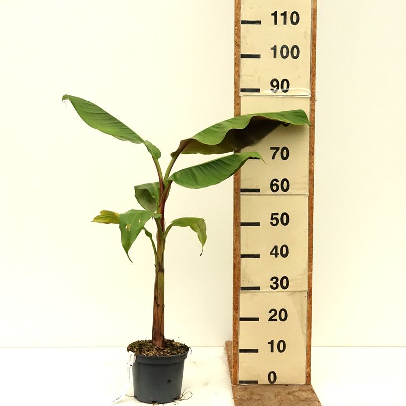 Musa Mekong Giant Vaso da 2L/3L esemplare consegnato in primavera