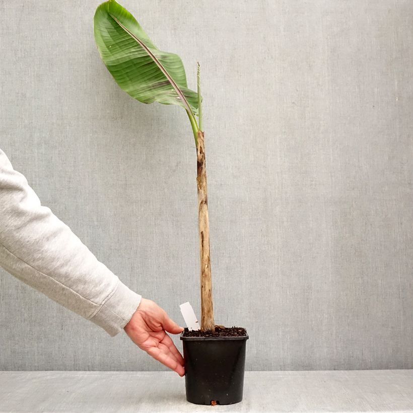 Musa sikkimensis Ever Red - Banano di Darjeeling Vaso da 1,5L/2L esemplare consegnato in primavera