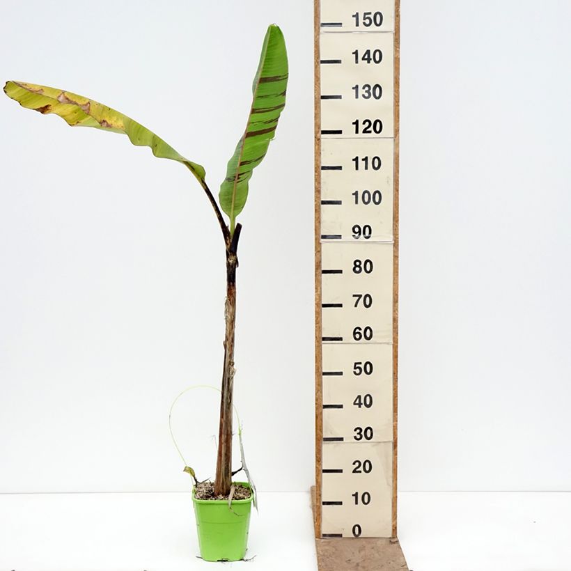 Musa sikkimensis Ever Red - Banano di Darjeeling Vaso da 4L/5L esemplare consegnato in primavera