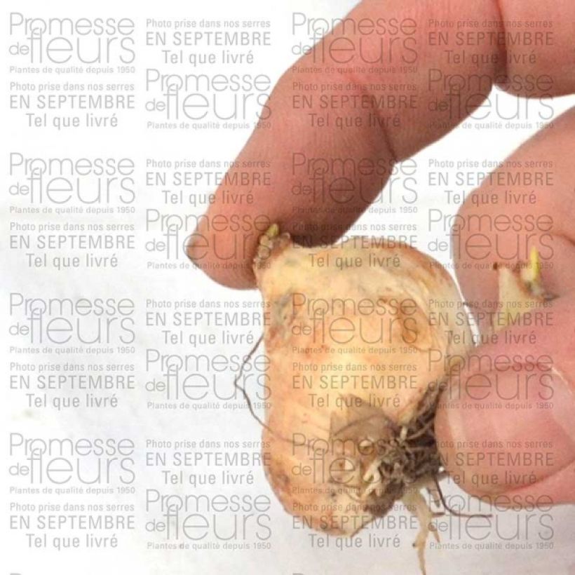 Esempio di esemplare Muscari armeniacum Bulbe calibre 9+ come consegnato