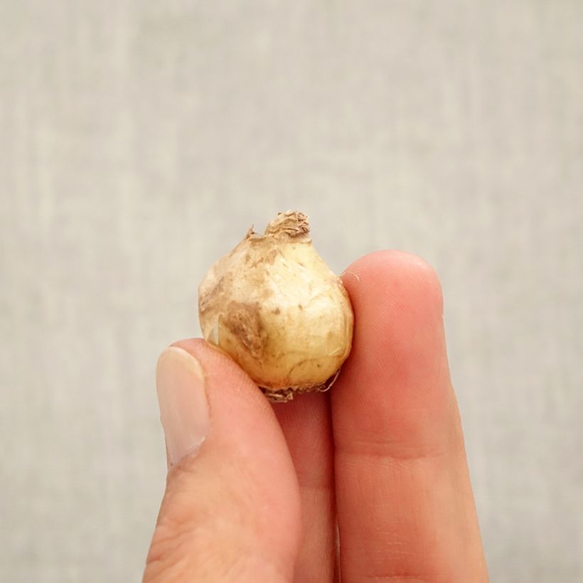 Esemplare di Muscari armeniacum Alida Bulbo taglia 7+ come consegnato in autunno