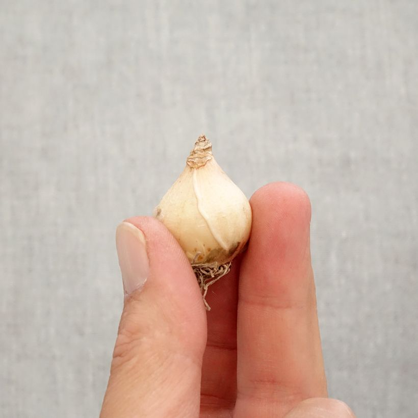 Esemplare di Muscari armeniacum Big Smile Bulbo taglia 8+ come consegnato in autunno