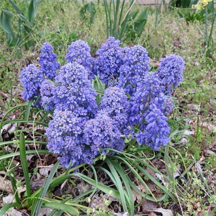 Muscari armeniacum Blue Spike (Plant habit)