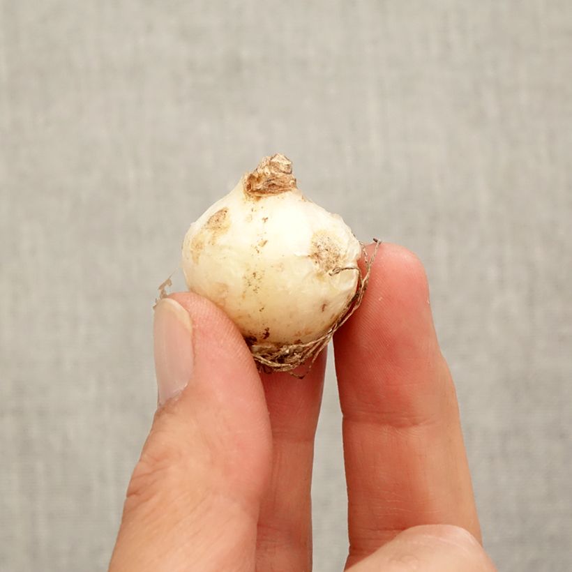 Example of Muscari armeniacum - Muscari dell'Armenia Bulbo taglia 9+ as you get in automne