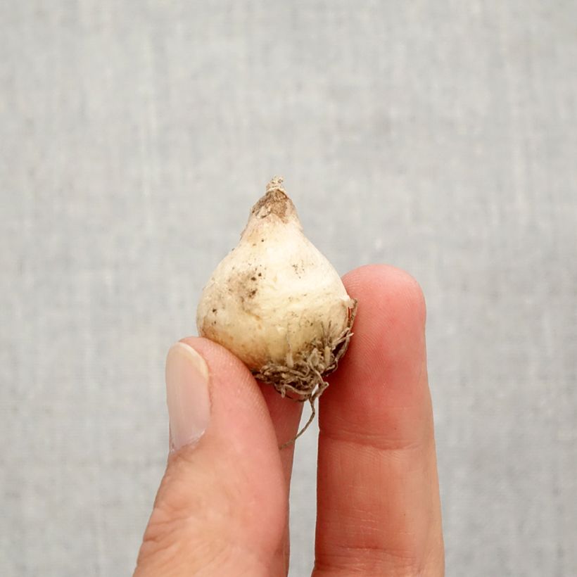 Esemplare di Muscari armeniacum Christmas Pearl Bulbo taglia 8+ come consegnato in autunno