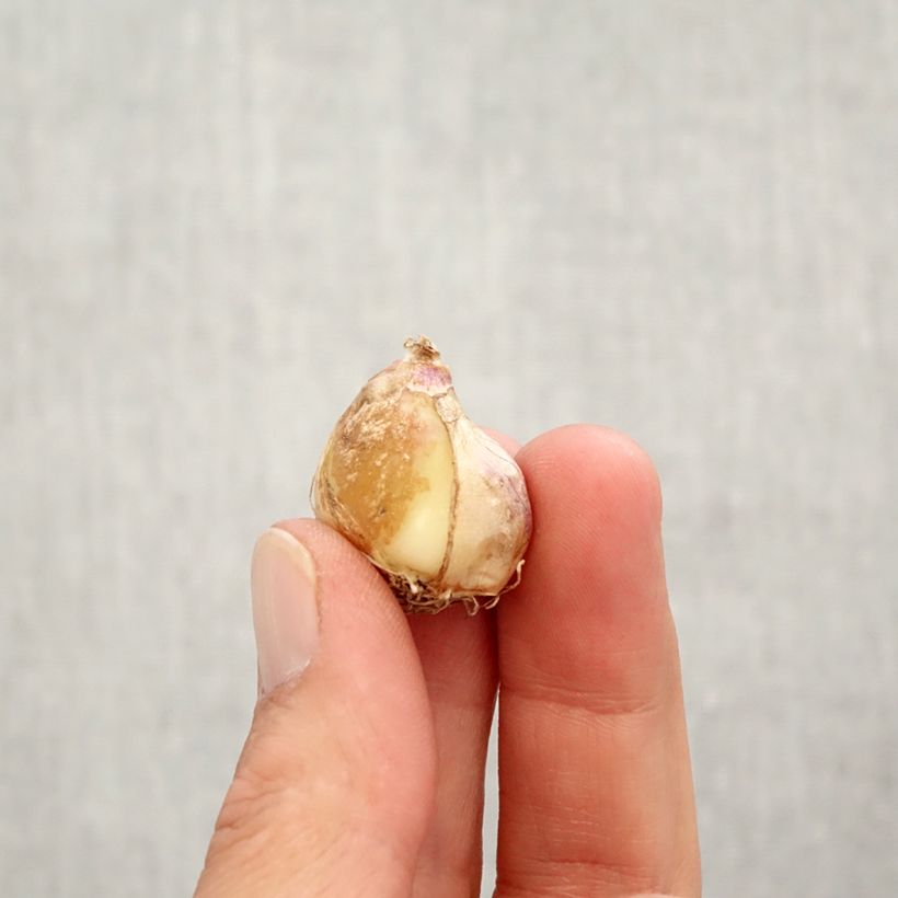 Esemplare di Muscari armeniacum Double Beauty Bulbo taglia 7+ come consegnato in autunno