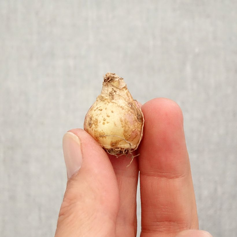 Esemplare di Muscari armeniacum Esther Bulbo taglia 7+ come consegnato in autunno