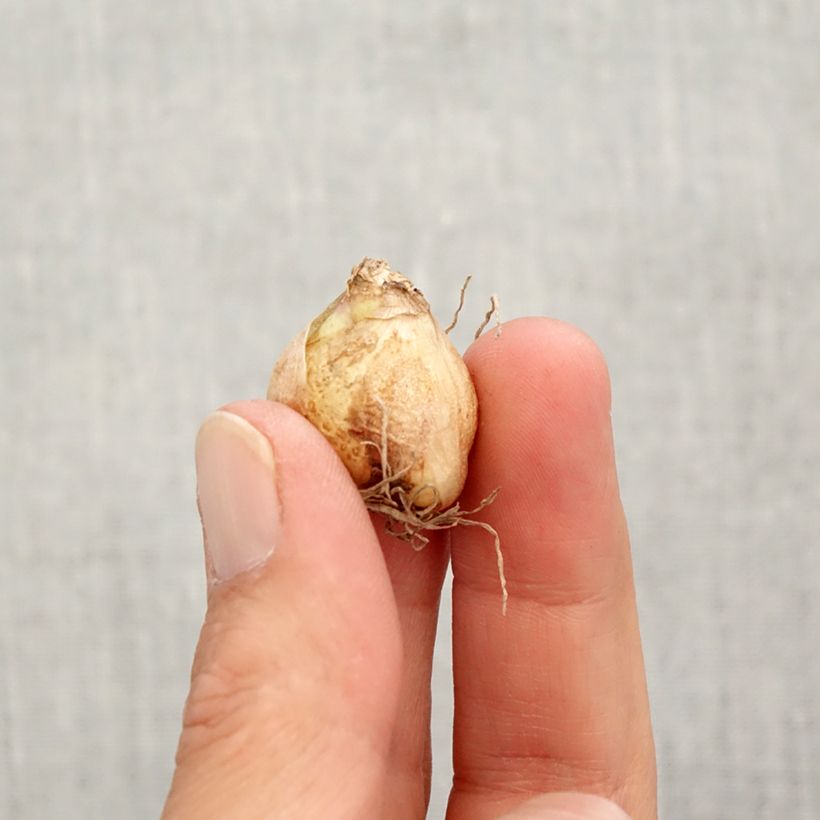 Example of Muscari armeniacum Valerie Finnis Bulbo taglia 7+ as you get in automne