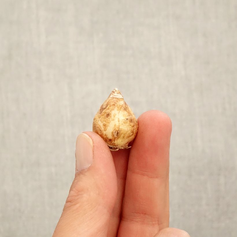 Esemplare di Muscari armeniacum White Pearl Bulbo taglia 7+ come consegnato in autunno