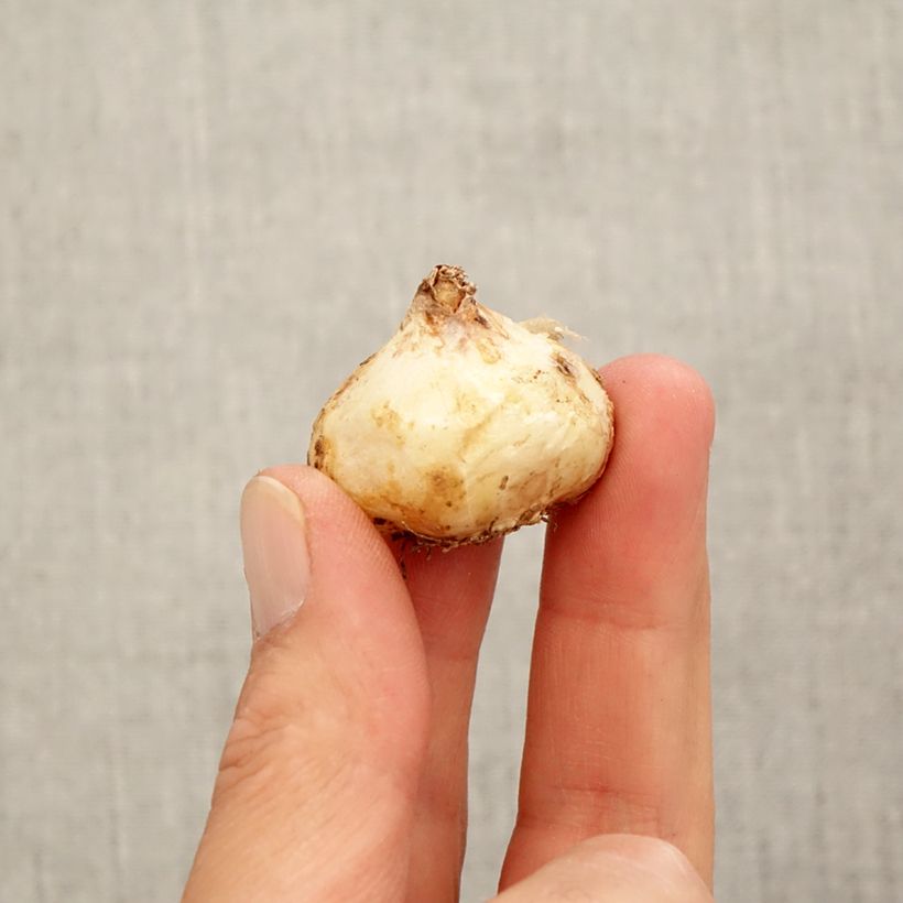 Example of Muscari aucheri White Magic Bulbo taglia 9+ as you get in automne