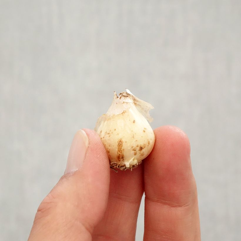 Esemplare di Muscari neglectum Baby's Breath - Muscari ignorato Bulbo taglia 7+ come consegnato in autunno