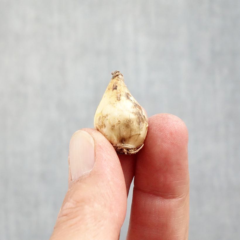 Esemplare di Muscari botryoides Album Bulbo taglia 5/6 come consegnato in autunno