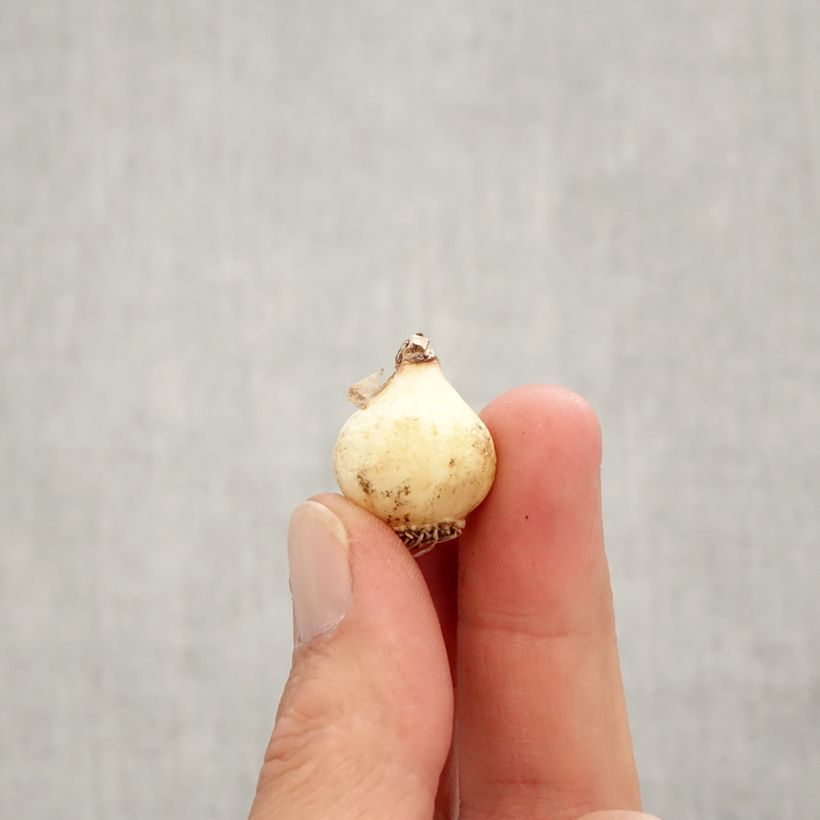 Esemplare di Muscari botryoides Superstar Bulbo taglia 6+ come consegnato in autunno