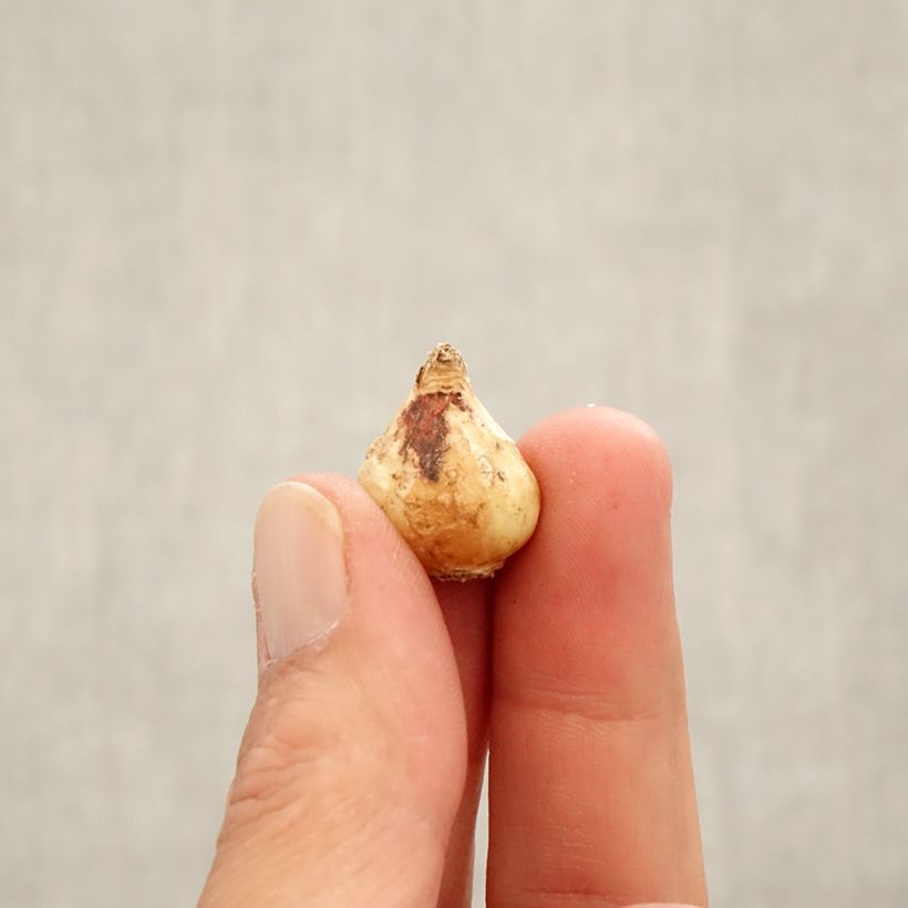 Esemplare di Muscari latifolium Bulbo taglia 6+ come consegnato in autunno